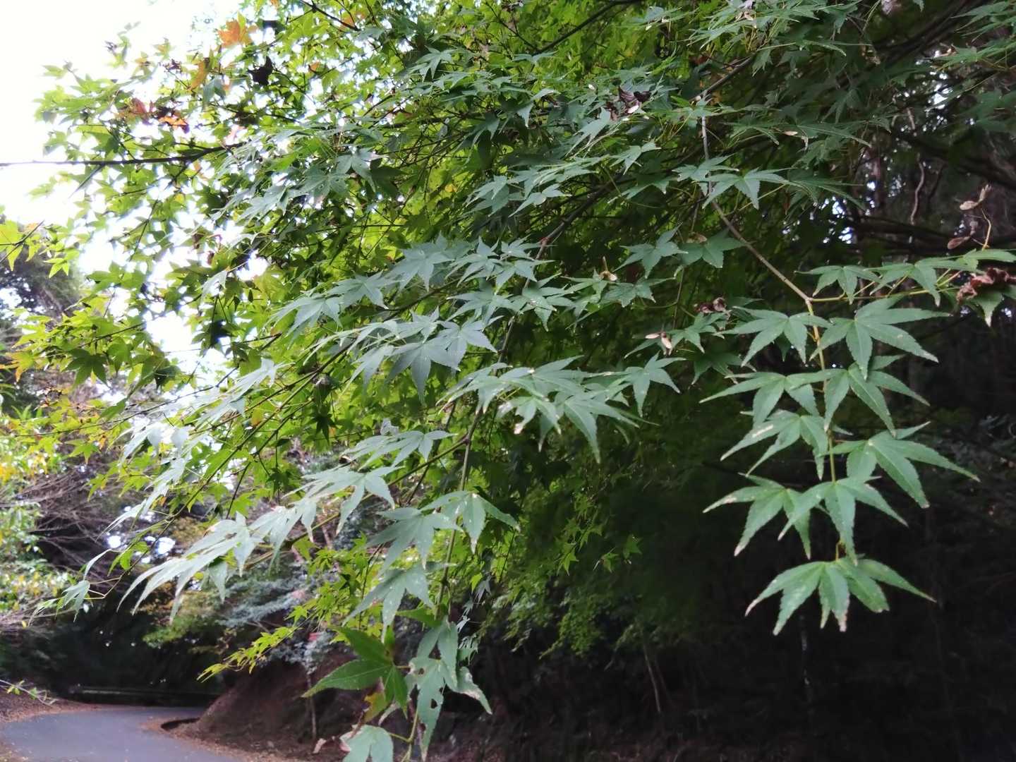 煙草神社からのロープありの激下りが怖かった😰その先、登山道あるのかなぁ〜とちょっと不安になる😅登山道あってホッとする🐾その先…本登山道と合流する😳
えっ!!!!何で????
煙草神社に向かう登山道なのか…??🤔
そして車道を歩きま〜す🚶💨