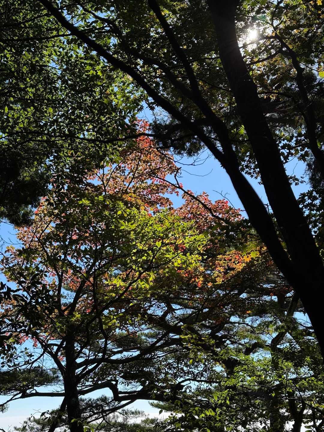 ちょっとだけ紅葉
