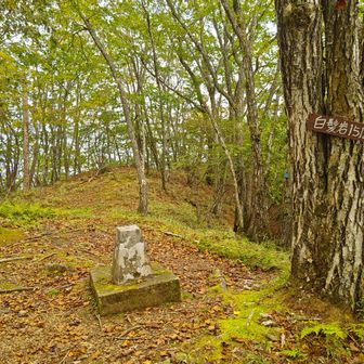 これが白髪岩の原三角測点。
境界標として赤く塗られてもおかしくなかったが下仁田町が塗らないように森林管理署に依頼したらしい
(wiki)
ナイス下仁田町。