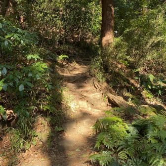 瑞泉寺に下る道は、登山道ですね