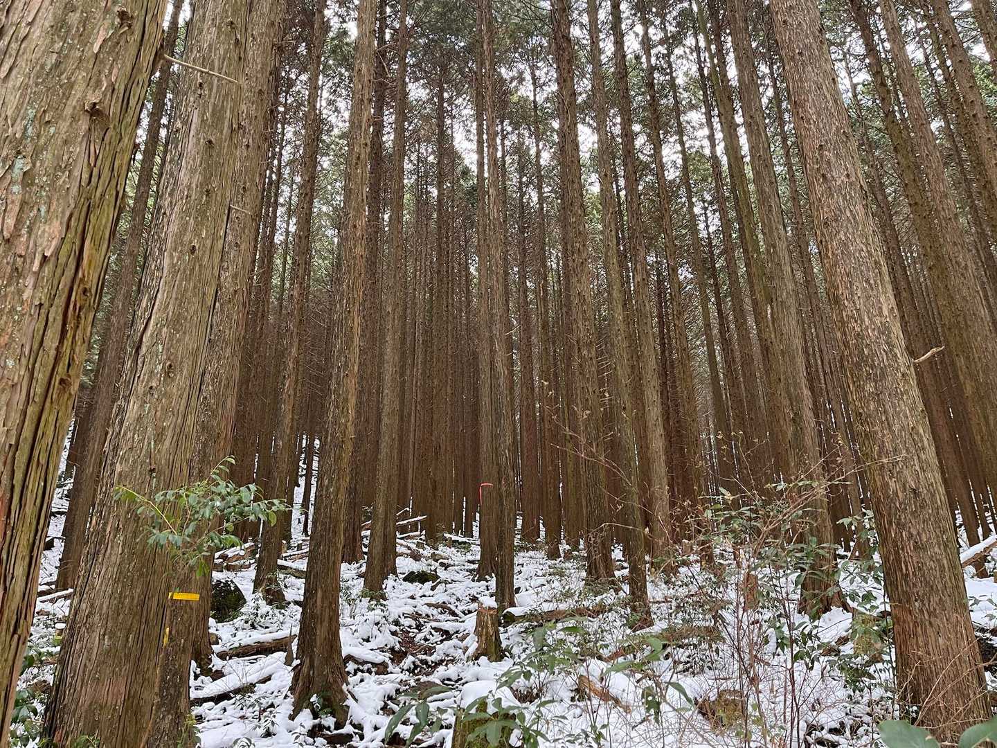 金山 往復コースの写真