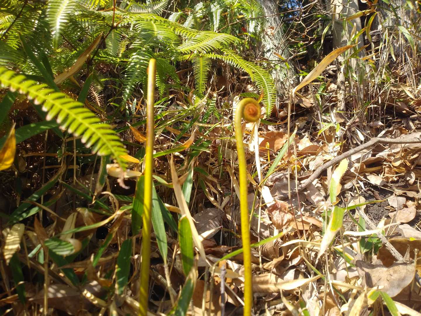 蕨✨
さっそく春を告げる山菜発見😄👍