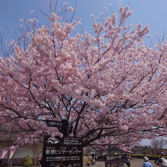 下山しての🌸