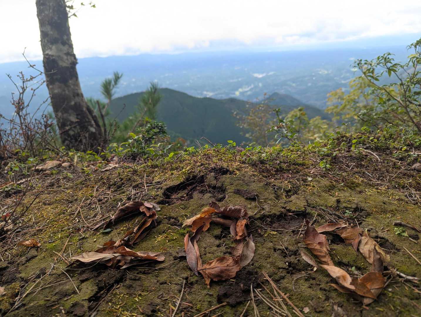 遠見山登山口-遠見山 往復コースの写真