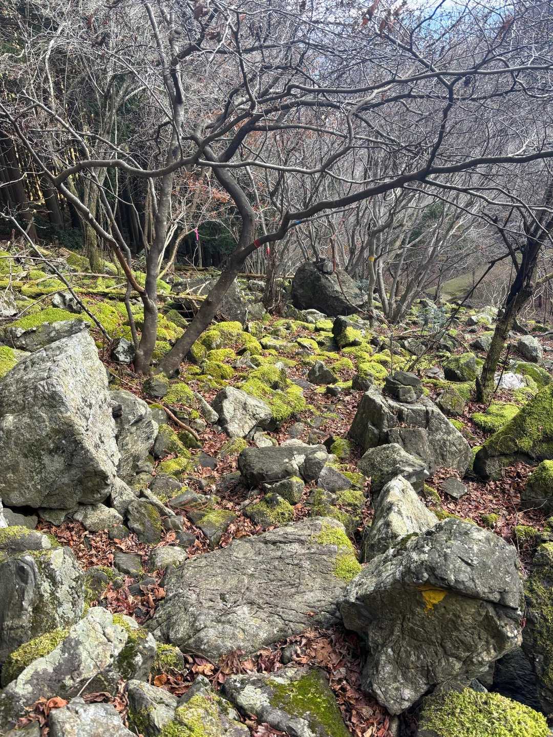大洞山の苔の石畳が荒れたような場所