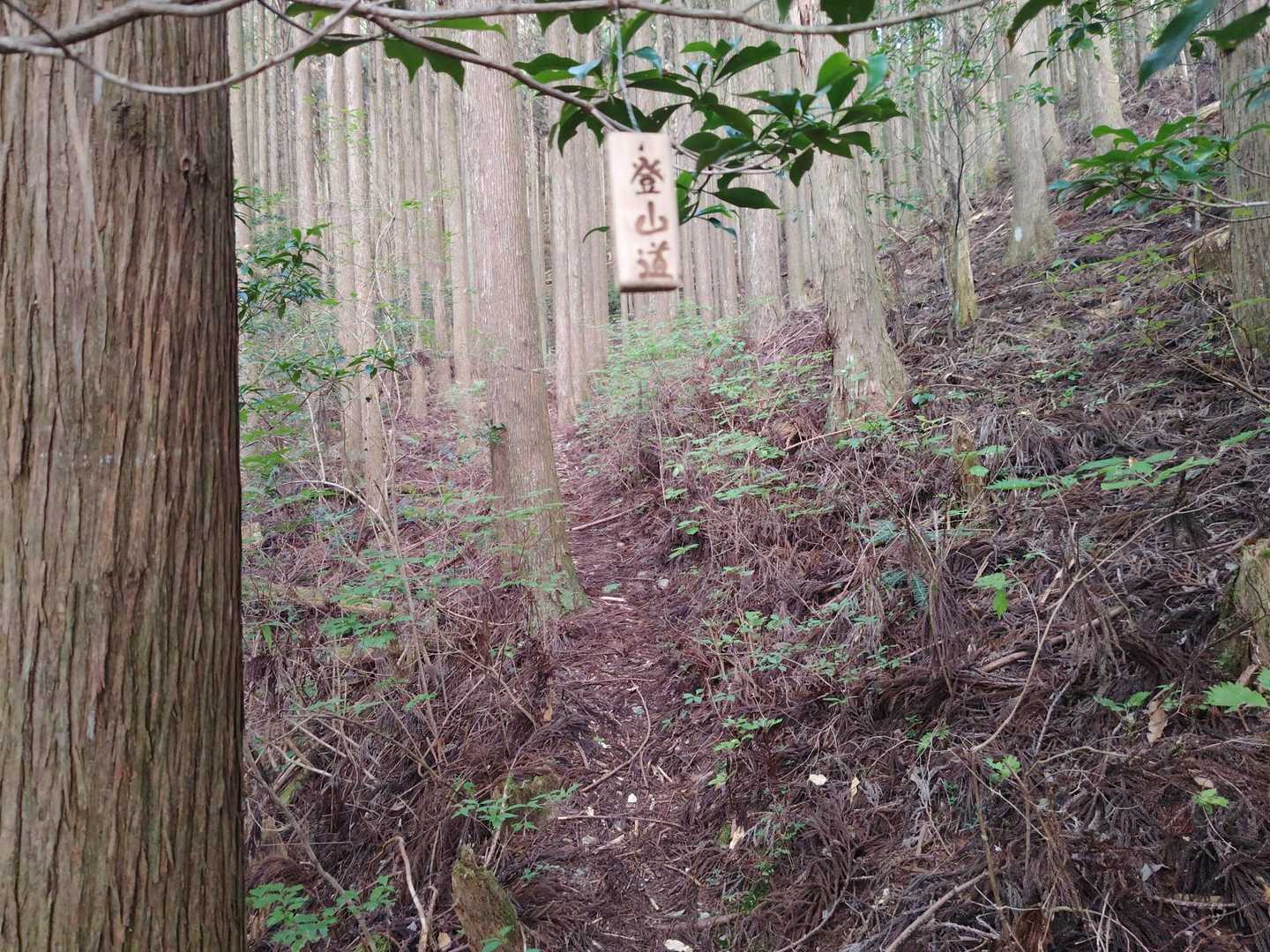 これなら登山道がはっきり分かりますね😙