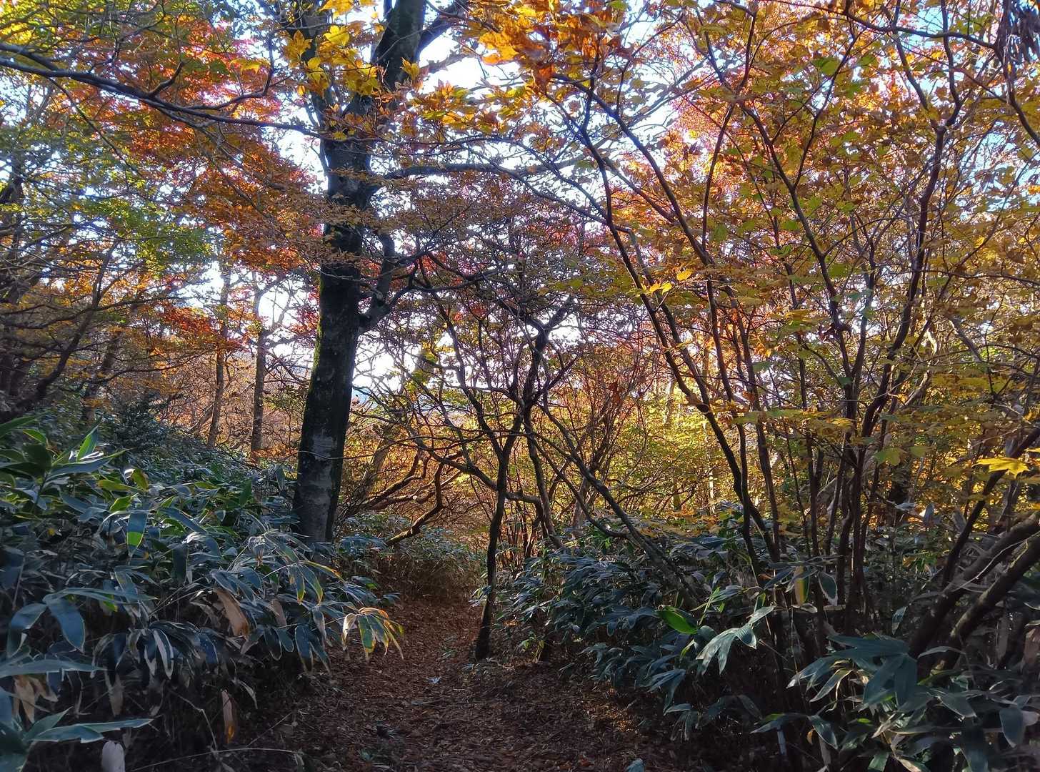 🍁