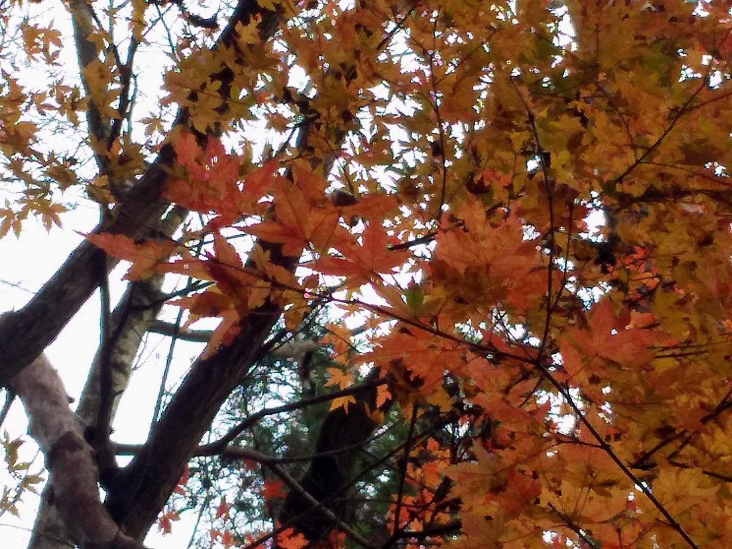 麓にはまだ紅葉が残る

天気予報は☀マークだったけど
薄曇りで遠景は無理そう😢