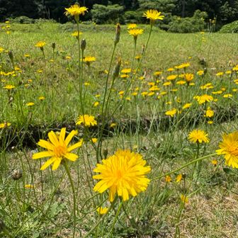 ブタナ（タンポポモドキ）だそうです
駐車場横の芝生にたくさん咲いてて、風に揺れてかわいかった
