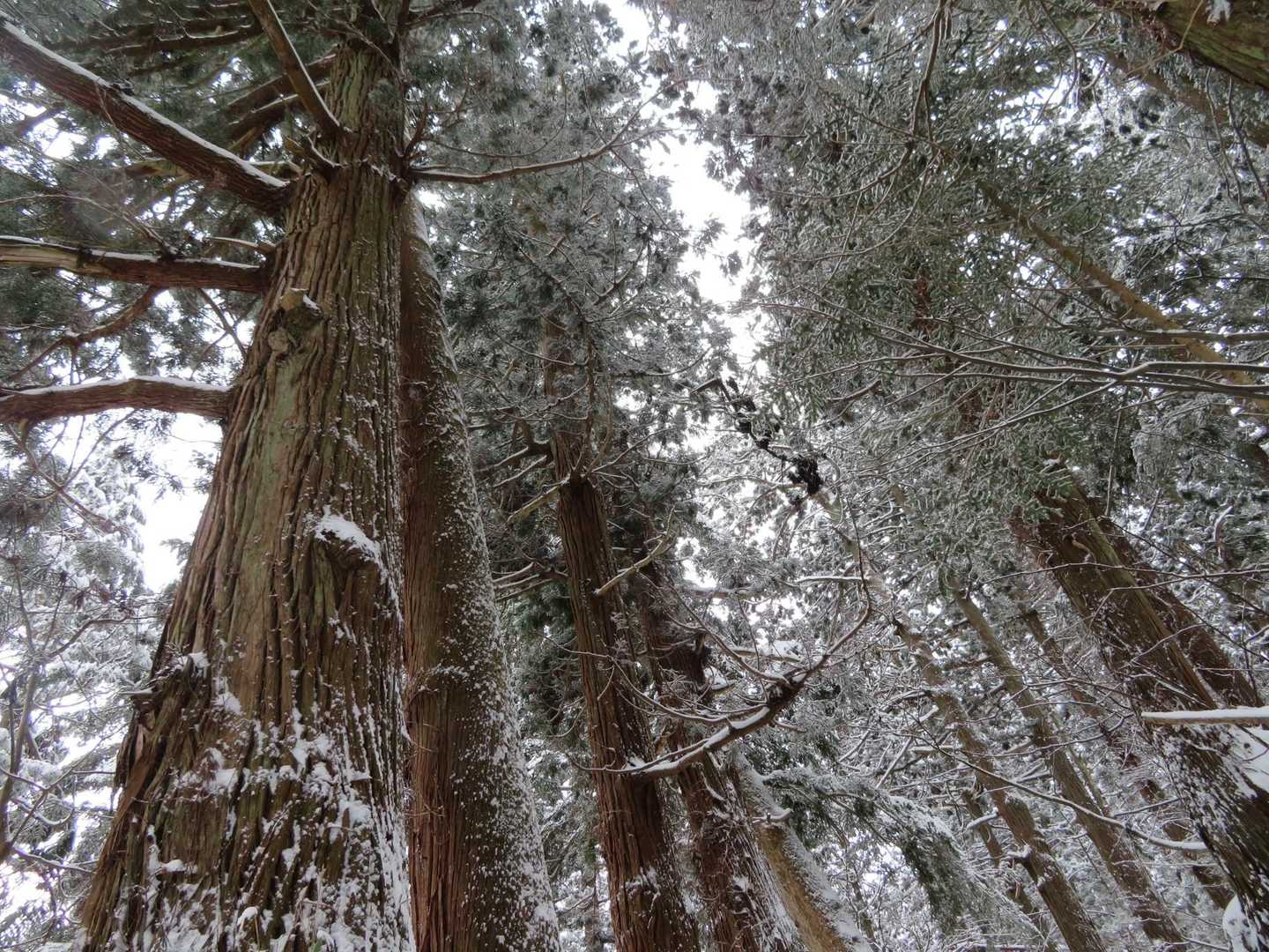 青龍寺登山口-金峯山-鎧ヶ峰 周回コースの写真