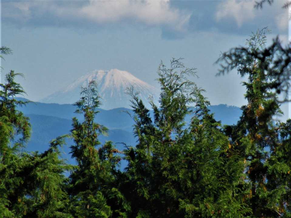 でも、木の間だから新雪の富士山が何とか見れた。とても小さすぎるのでアップした