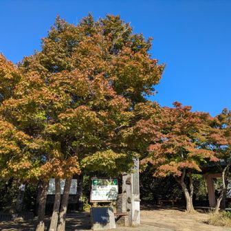 高尾山山頂
少し色づいて🍁