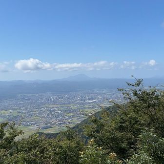 ひまわり