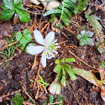 キタヤマオウレンの花弁舷部は
やや縦長の楕円形で
バイカオウレンの花弁舷部は
ほぼ円形だそうです
黄色いとこね、確かに楕円形
ピント甘くてわかりにくいけど
