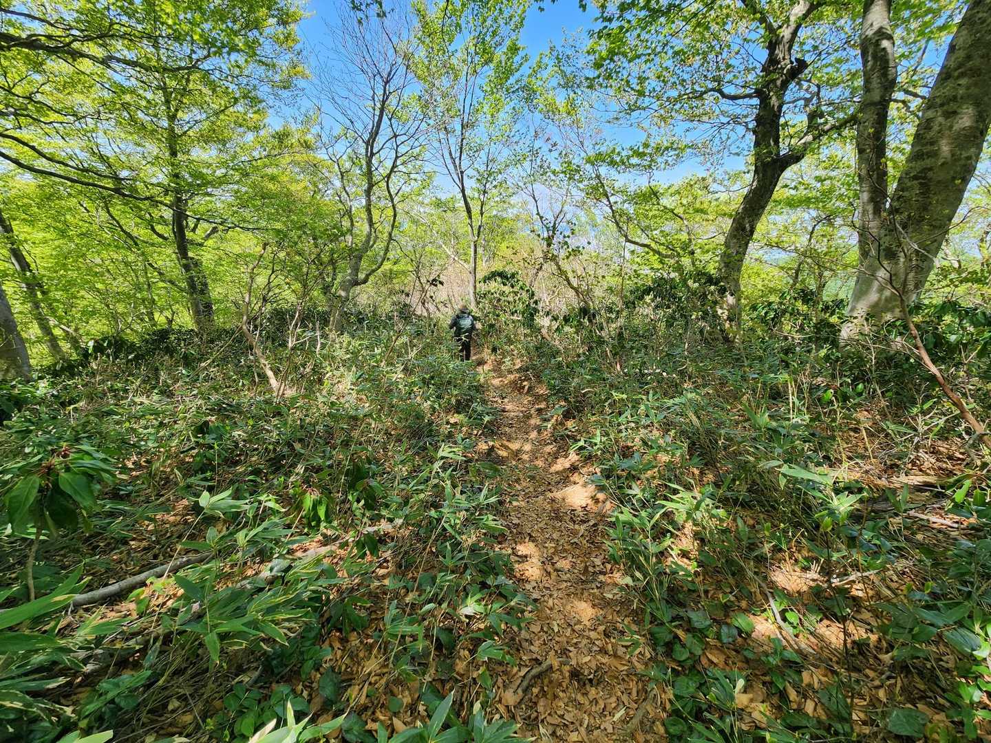 山頂は混んでいましたので､休憩☕🍙したら下山開始です。
ピストンですので､同じ道を下ります☝️｡