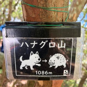 仲良さげなわんことイノシシ！ ！ですが…

• 由来のエピソード: 猟師がイノシシ（猪）を追っていた際、反対にイノシシの反撃にあって危険な状態になりました。それを見た愛犬のハナグロが、身を挺して主人を救い、命を助けたとされています。

• 祠と墓: この忠犬ハナグロを称えて、山の尾根道には「忠犬ハナグロの祠」や近くに墓が建てられ、それがそのまま山の名前（ハナグロ山）になりました。
