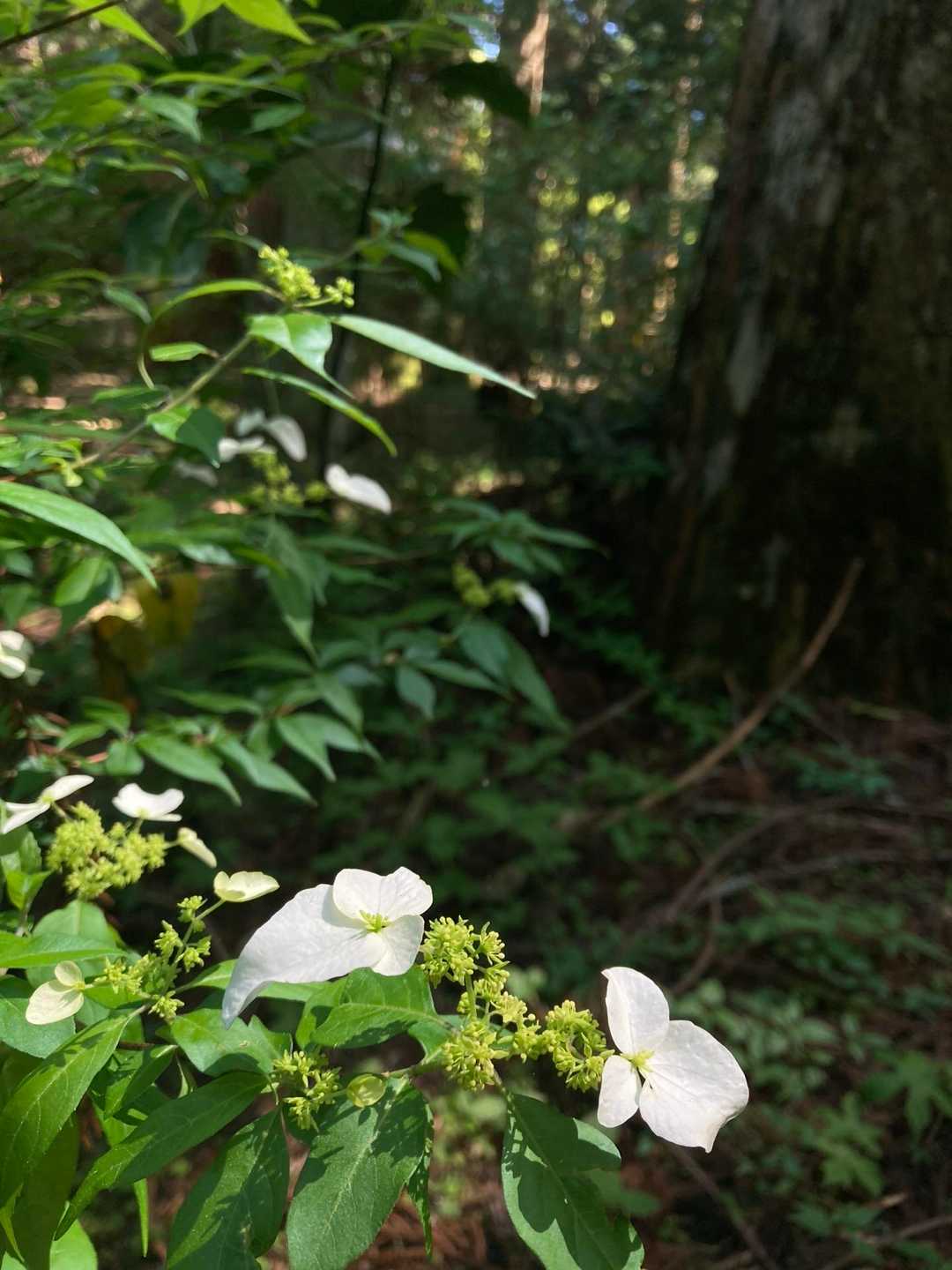 ウツギか〜季節が進みゆ感じするね
ランのお花もひとつ見た
横倉山は雰囲気が好き
