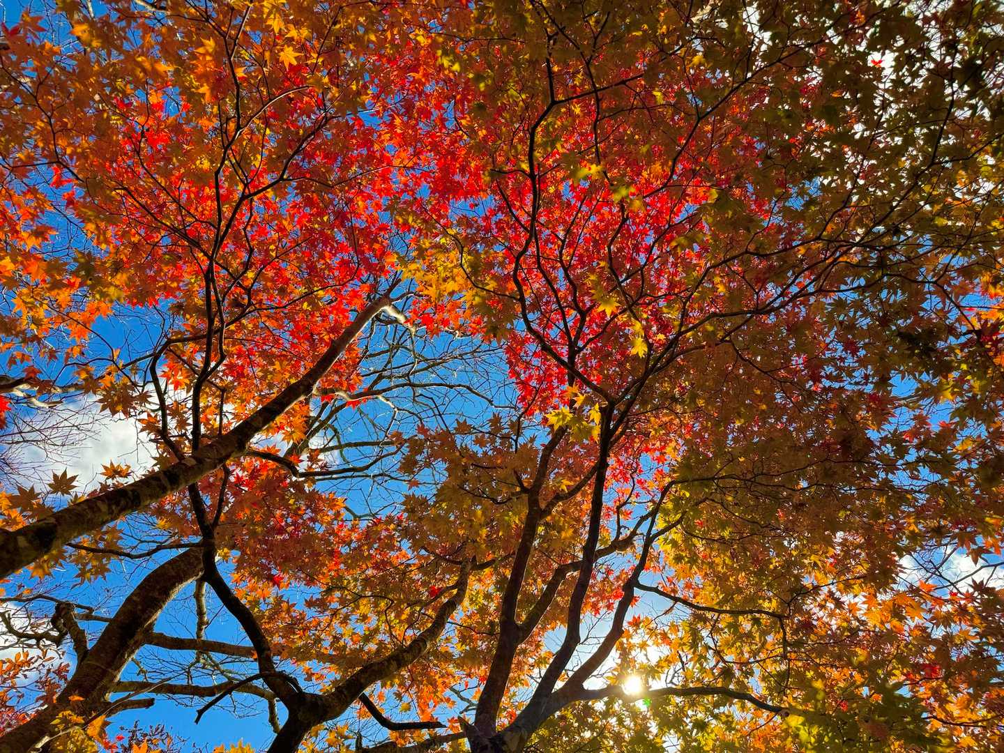 すずらんコース登山口-氷上山 往復コースの写真