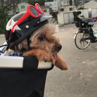 タネ