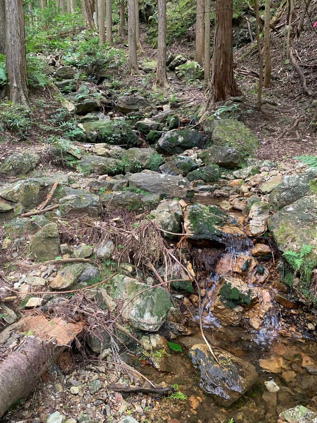 三尾山 往復コースの写真