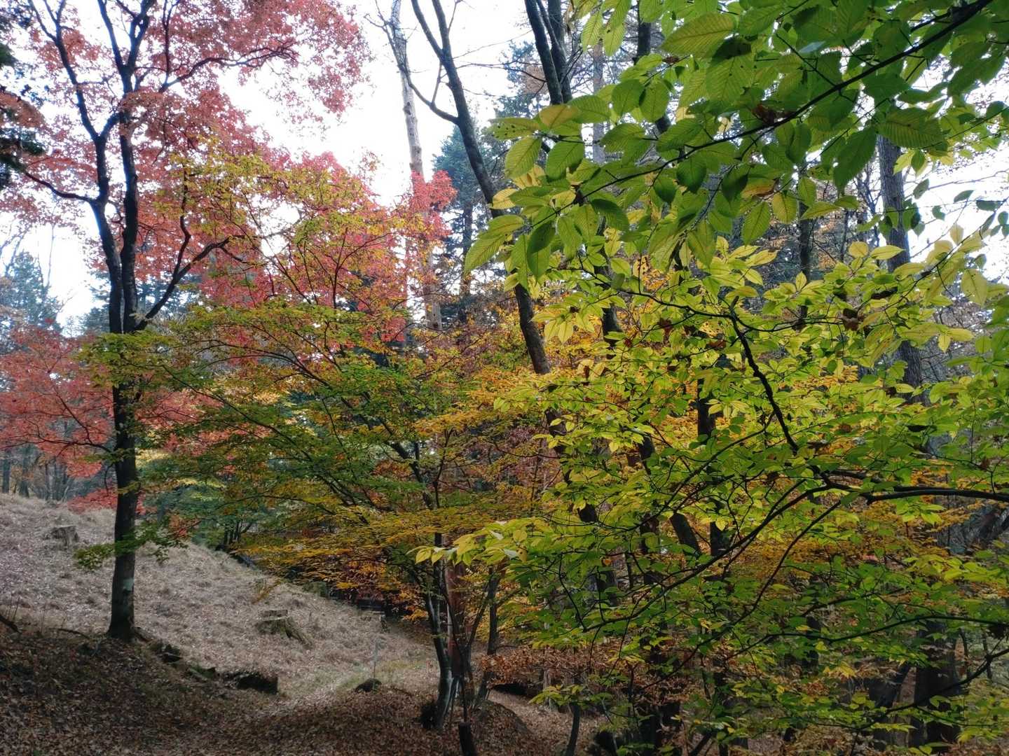 星尾峠-荒船山-荒船山 往復コースの写真