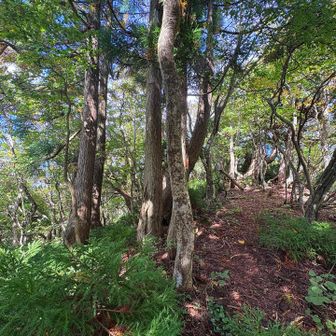 次郎坊山
山頂なんもなく、
たぶんこのへん