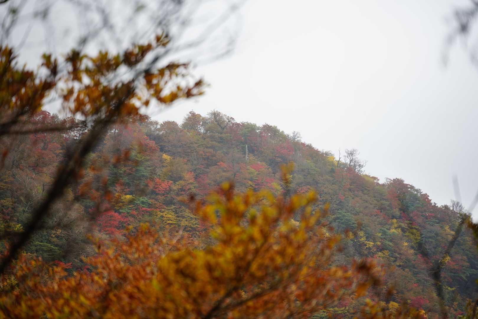 別所登山口-奉幣殿-鬼杉-英彦山 周回コースの写真