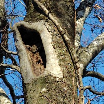 なんか いるみたいに見えた👀


『深谷ノ頭』1015m

ガス発生時は道迷いに注意

天候▪️体力▪️技術▪️装備等総合的に判断して安全登山

荒島岳愛山会
