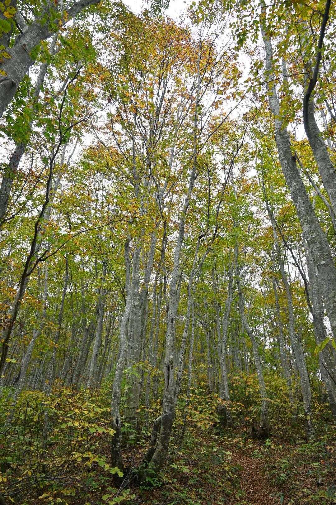 ブナ林が印象的なお山でした🌳
落ち葉の道はフカフカで歩きやすくて気持ちの良いトレイル！