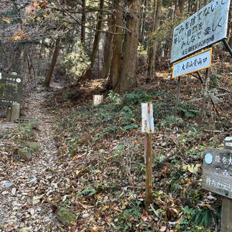 大霧山登山道はこんな感じで落ち葉🍂だらけ