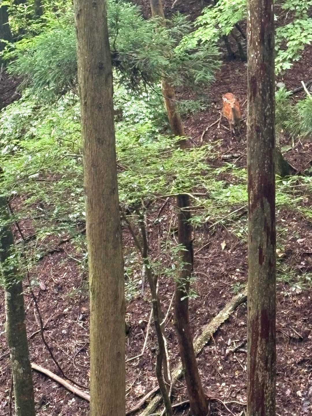 須山愛鷹登山口-富士見峠-黒岳 往復コースの写真