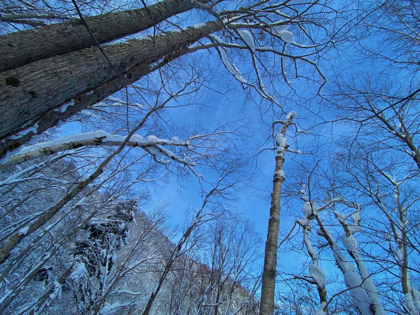 阿部山 往復コースの写真
