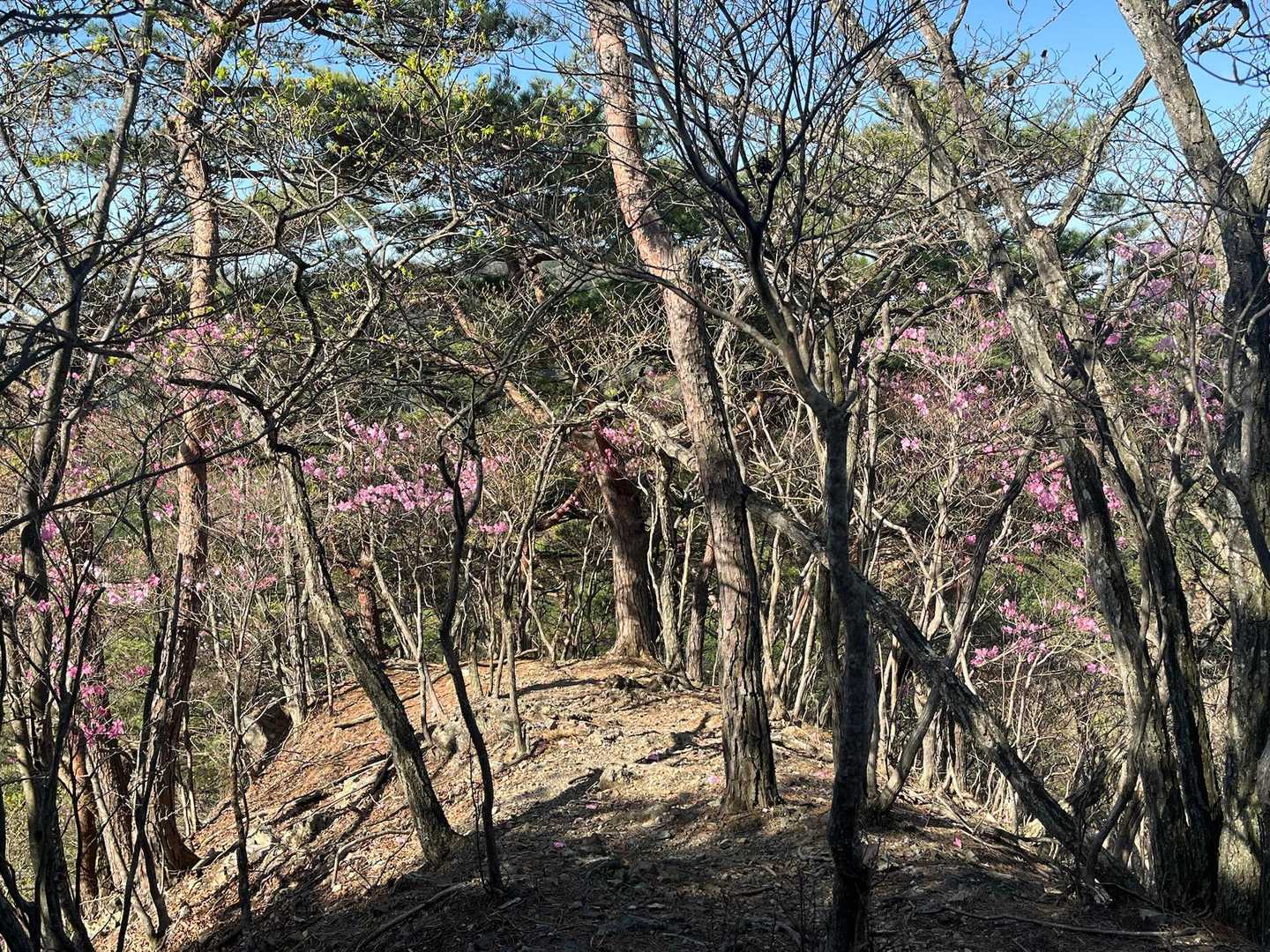 写真では伝わりませんが、アカヤシオが沢山咲いています🥰