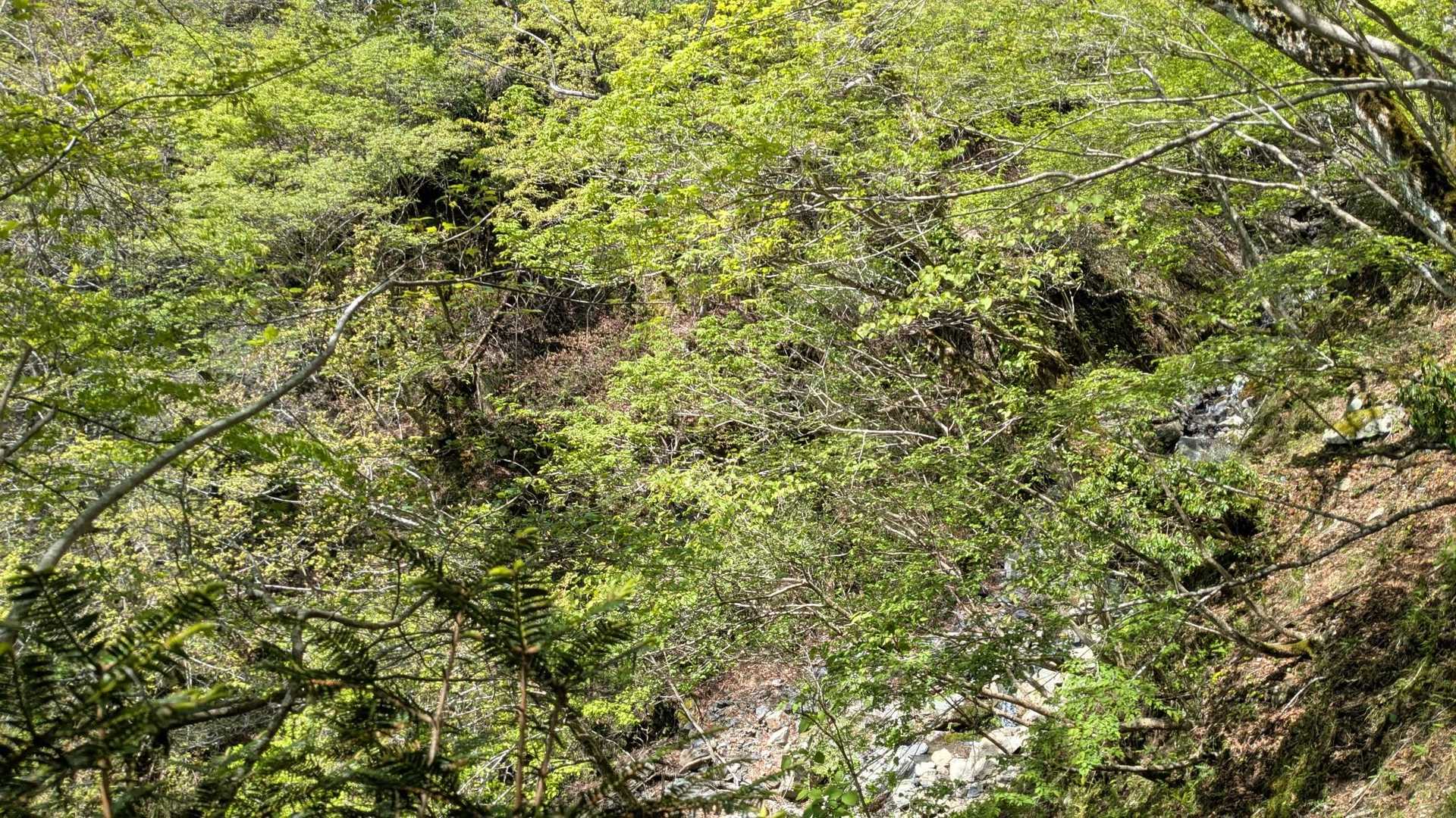 新緑が綺麗🌱