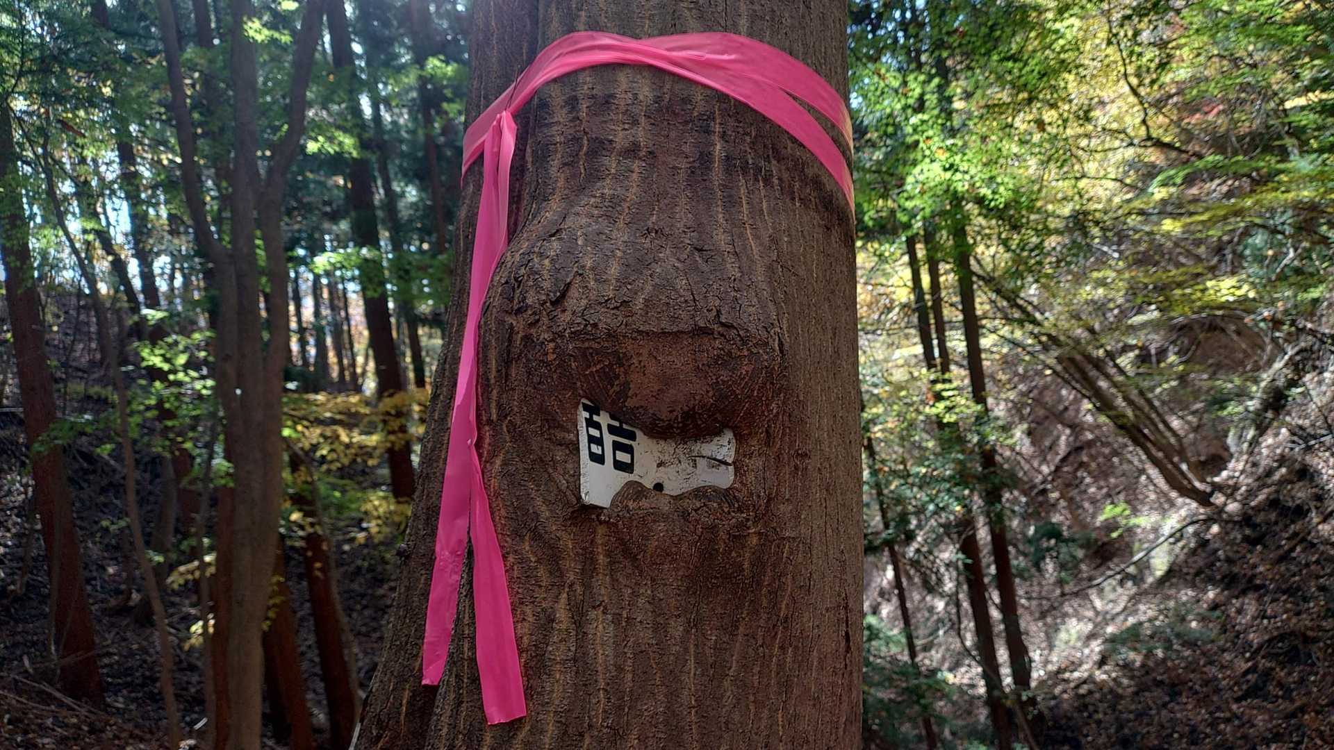 以前通った時より食われているのかな🤭
