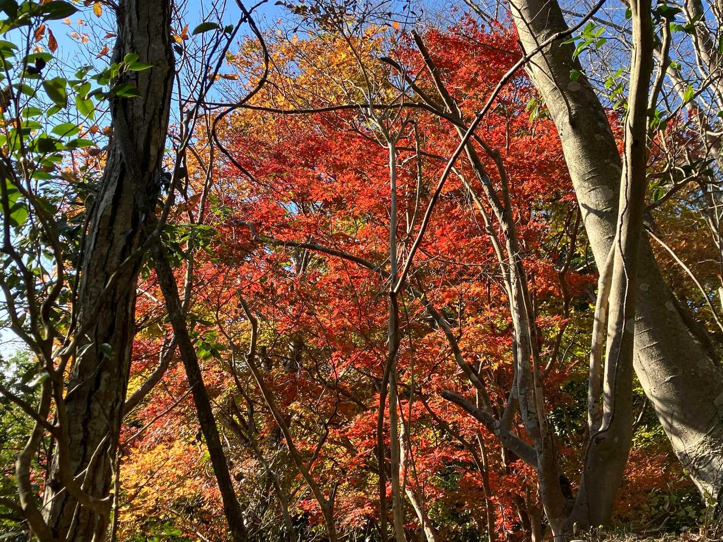 金吊りを過ぎると紅葉が特に綺麗だったような