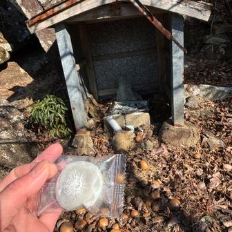 ちいさな大福たべる