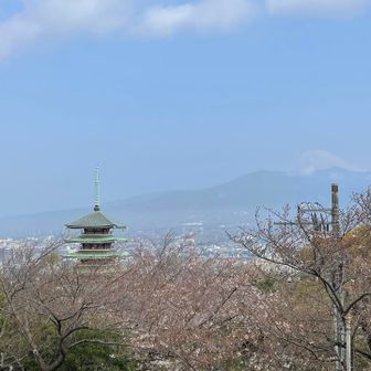 桜🌸と五重塔とうっすら富士山🗻