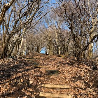 ここからも結構な急登続きです