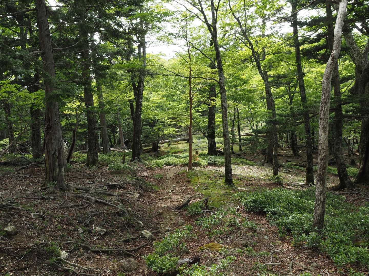 大台ヶ原バス停-尾鷲辻-マブシ嶺 往復コースの写真