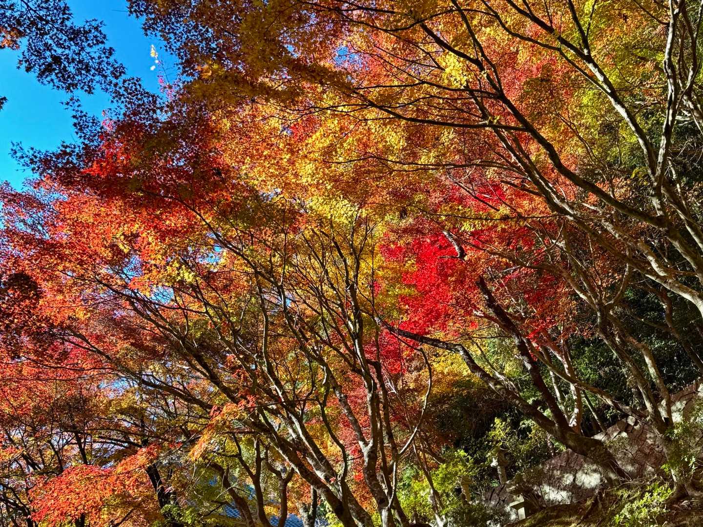 登山口駅-箸蔵寺-箸蔵寺駅 往復コースの写真
