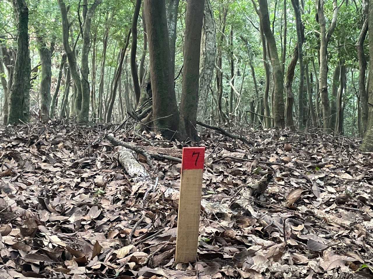 竜本山の山頂、ここも山頂標識無し