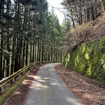 ミツマタ群集入口までは舗装路でした