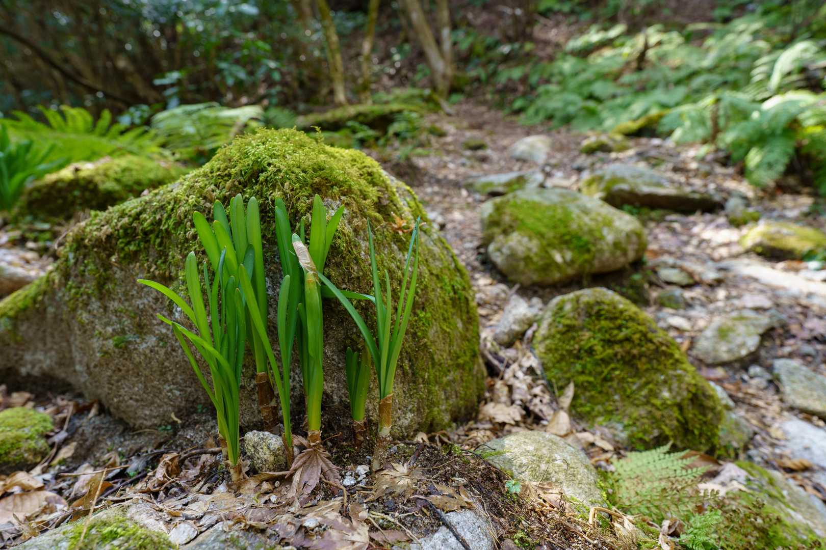矢筈峠-脊振山-唐人の舞-椎原峠-椎原峠登山口 周回コースの写真