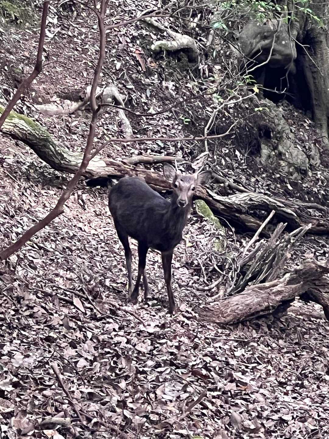 シカ🦌発見💡
