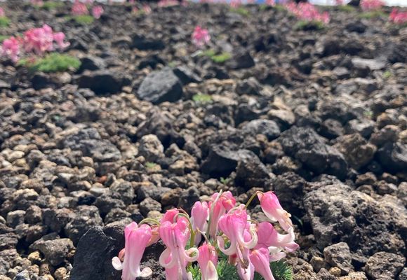 やまちゃん65｜長野県の登山記録 | YAMAP / ヤマップ