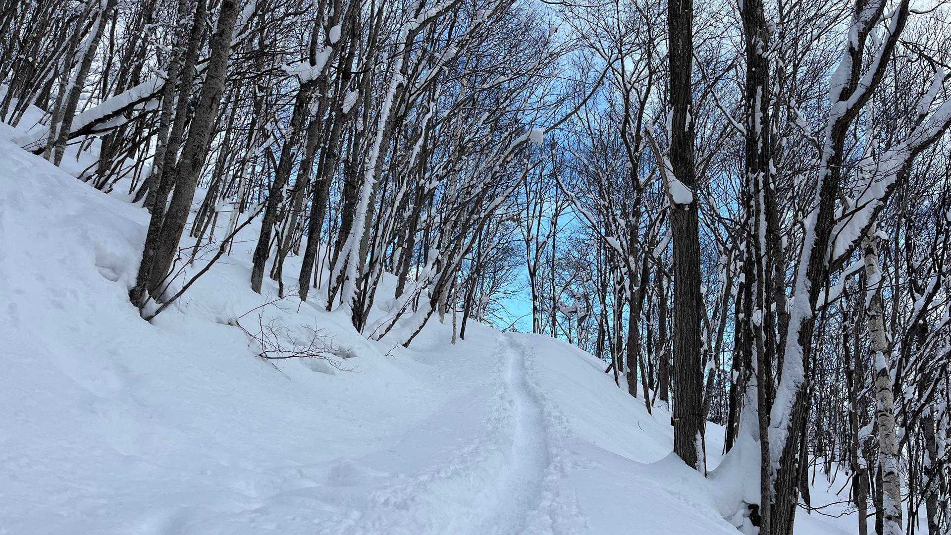 青山 往復コースの写真