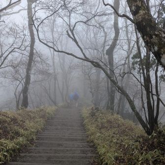 分岐からのバカ尾根下り