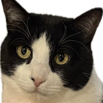 あずき（ハチワレ）