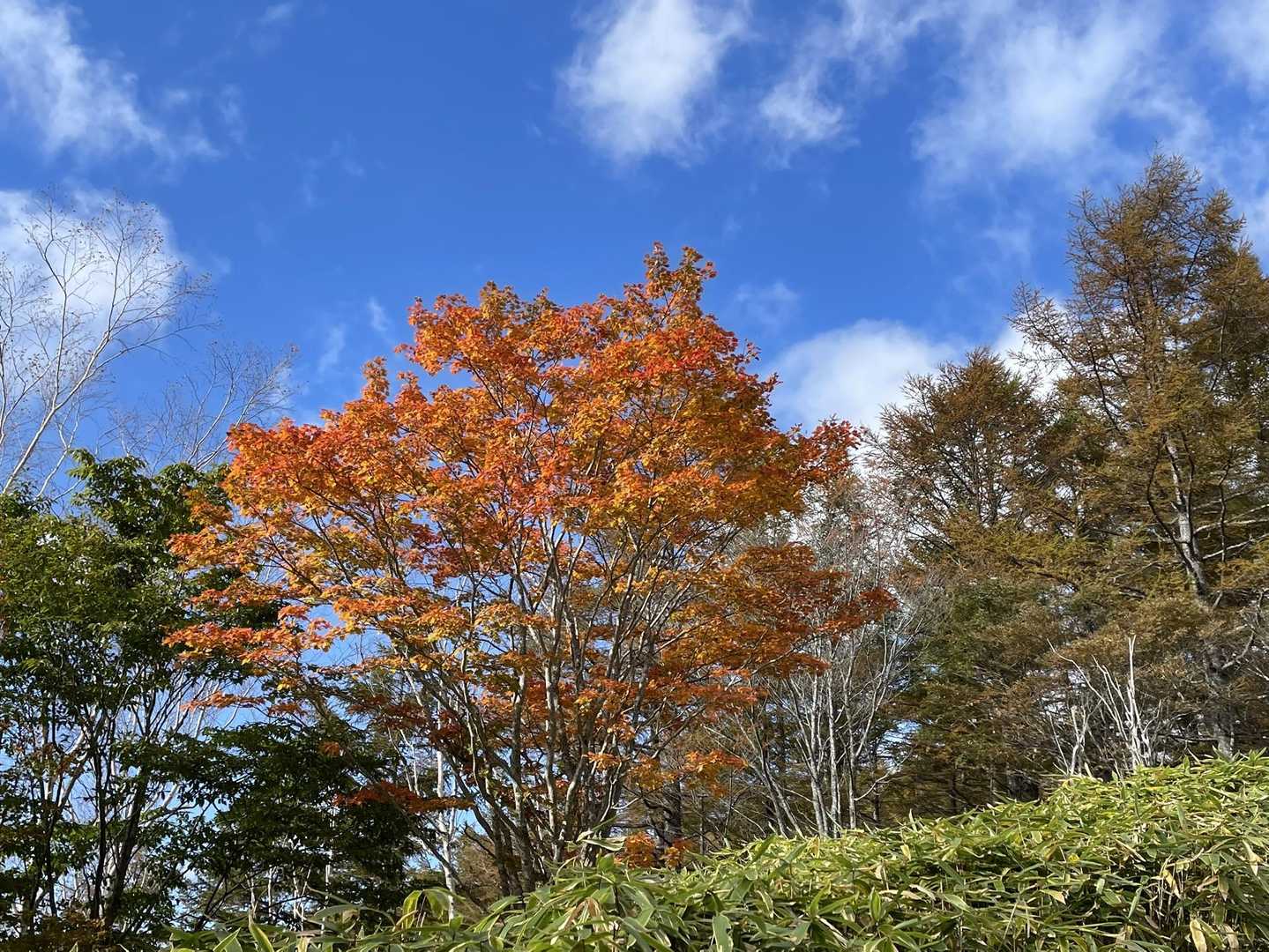 御池山 往復コースの写真